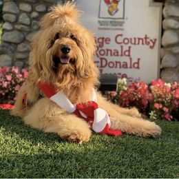 Chewie - Goldendoodle