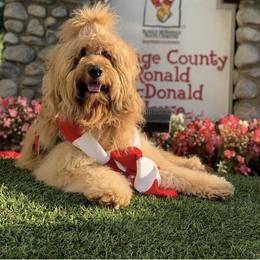Chewie - Goldendoodle