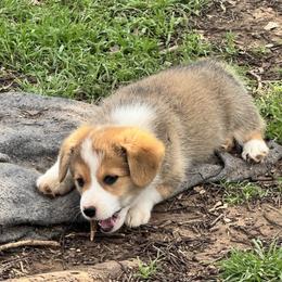 Raja - Sable male Pembroke Welsh Corgi puppy in Millsap, Texas from Punchy Pembroke Ranch
