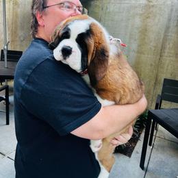 Moose - Mahogany and white male Saint Bernard puppy in Double Springs, Alabama from St Bernard Kingdom, LLC