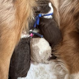 Branch - Red tri-color male Australian Shepherd puppy in Columbia Falls, Montana from Firefly Horse Co Wellness Retreat Center