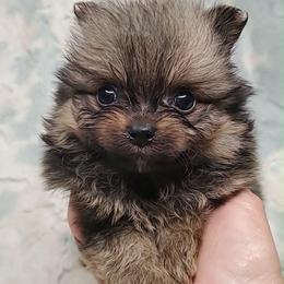 Boy 2 - Orange sable male Pomeranian puppy in Tulsa County, Oklahoma from CP Kennels