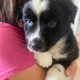Trevor, Black Tri Mini Aussie with Tail - Black tri male Miniature Australian Shepherd puppy in Douglas, Arizona from Starry-Eyed Mini Aussies with Tails