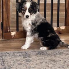 Valentino - male Australian Mountain Doodle puppy in Lincoln, Nebraska from GRand Doodles