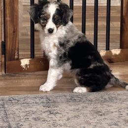 Valentino - male Australian Mountain Doodle puppy in Lincoln, Nebraska from GRand Doodles