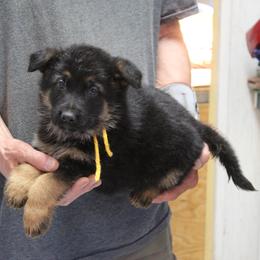 Clairs Yellow Boy - Black and tan male German Shepherd puppy in Lake George, Colorado from High Country German Shepherds