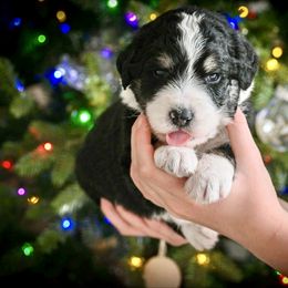 Cupid - Tri-color male Bernedoodle puppy in Lookout, California from Remington Kennels, LLC