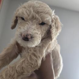 Sage - Brown and white male Sheepadoodle puppy in Woonsocket, Rhode Island from Regalpups