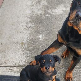Border Collies and Rottweilers from KJB Kennels