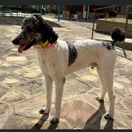 Riv - Poodle