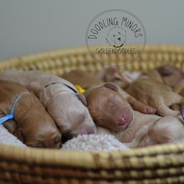 Goldendoodle Puppies from Doodling Minors