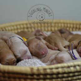 Goldendoodle Puppies from Doodling Minors