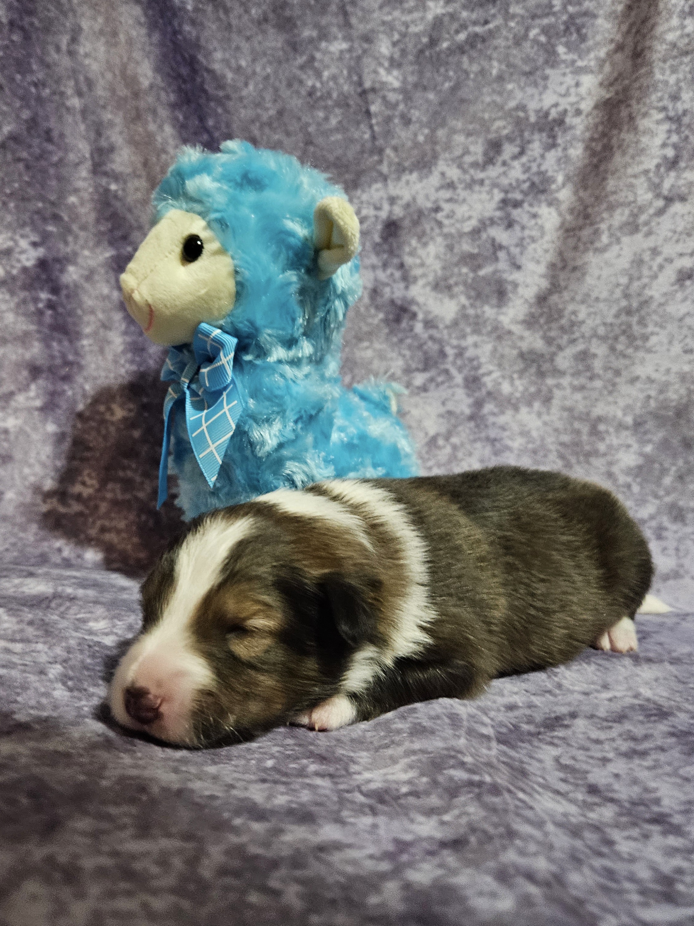Shetland Sheepdog Puppies from Henotic Homestead's Shetland Sheepdogs