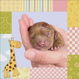 Ambience - Ruby female Cavalier King Charles Spaniel puppy in Kewaskum, Wisconsin from Moon Dream Cavaliers