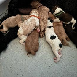 Girl 4 - Apricot female Goldendoodle puppy in Suring, Wisconsin from Black Oak Doodles