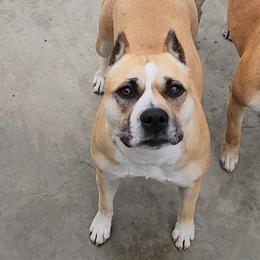 American Bully, American Staffordshire Terrier, and Bulldog Puppies from Lunatic Kennels