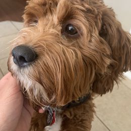 Cavapoo and Poodle All Grown Up from Happy Tails Poods and Doods