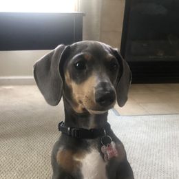 Bucky - Dachshund