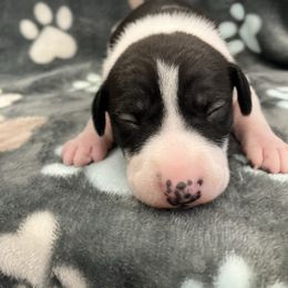 Tink - White and sable female Italian Greyhound puppy in West Plains, Missouri from Sycamore Ridge Puppies