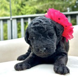 Twinkle - Black female Goldendoodle puppy in Rainier, Oregon from Beaver Springs Puppies