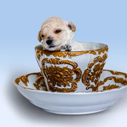 Poodle Puppies from Teacup & Toy Poodles