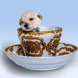 Poodle Puppies from Teacup & Toy Poodles