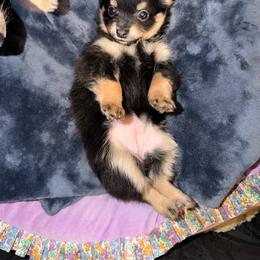 Sansa - Black sabled fawn female Chihuahua puppy in Washington, Washington, D.C. from VIP Chihuahuas
