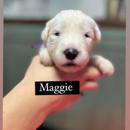 Maggie - Gray and white female Old English Sheepdog puppy in Bristol, Indiana from Ridgeruns OES