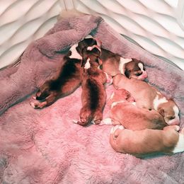 Drever and Mastiff Puppies from Cedarhollow
