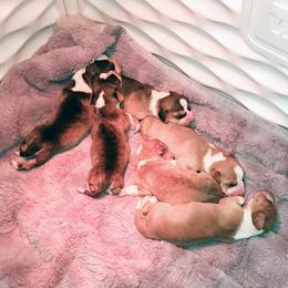 Drever and Mastiff Puppies from Cedarhollow