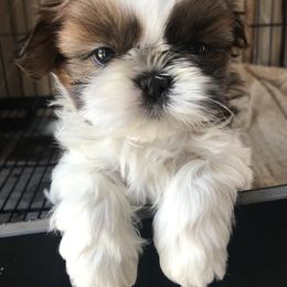 Shih Tzu Puppies from Willow Lane Shih Tzus