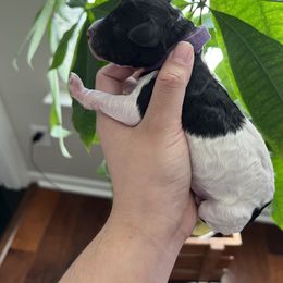 "Female" Goldendoodle Puppies from Sammy's Doodles