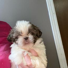 Chloe - Chocolate female Shih Tzu puppy in Double Springs, Alabama from Little Friends Kennel and southern Shih Tzus