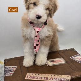 Bernedoodle and Goldendoodle Puppies from Granton Creek