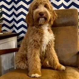 Goldendoodle All Grown Up from Peach Blossom Pups