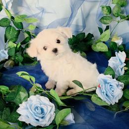Female 5 - White and lemon female Maltese puppy in Fresno, California from Soua's Pups