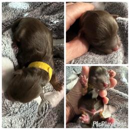 Yellow boy - Tan and white male Yorkshire Terrier puppy in Antlers, Oklahoma from Yorker Puppy Palace