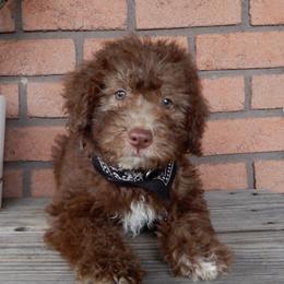 Duncan - Chocolate male Labradoodle puppy in Millersburg, Ohio from My Pals