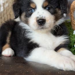 Curby-has tail-many videos - Black tri-color male Australian Shepherd puppy in Troy, South Carolina from Australian Shepherds of 3/W Farms