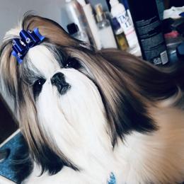 Star - Shih Tzu