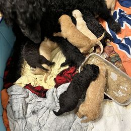 Goldendoodle and Poodle Puppies from Polly Wally Poodles and Doodles