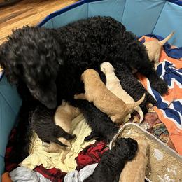 Goldendoodle and Poodle Puppies from Polly Wally Poodles and Doodles