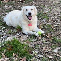 Sascha - Golden Retriever