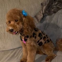 Bella - Goldendoodle