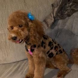 Bella - Goldendoodle