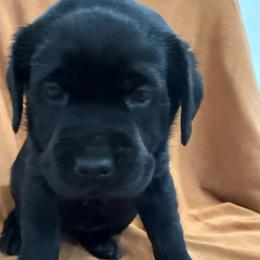 Girl 3 pink collar - Black female Labrador Retriever puppy in Ledyard, Connecticut from Outback Stables