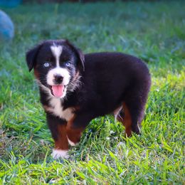 Traveler - Black tri male Toy Australian Shepherd puppy in Central Islip, New York from Fifth Avenue Australian Shepherds