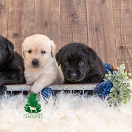 "The Boys" Labrador Retriever Puppies from Lothlorien Labradors