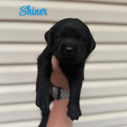 Shiner - Black female Labrador Retriever puppy in Lenoir, North Carolina from Wooten Retrievers