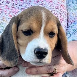 Beagle Puppies from Alakay Beagles